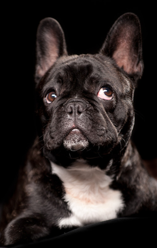 Illustration for article titled Shooting Challenge Pets Gallery 2